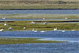 Tundra Swan